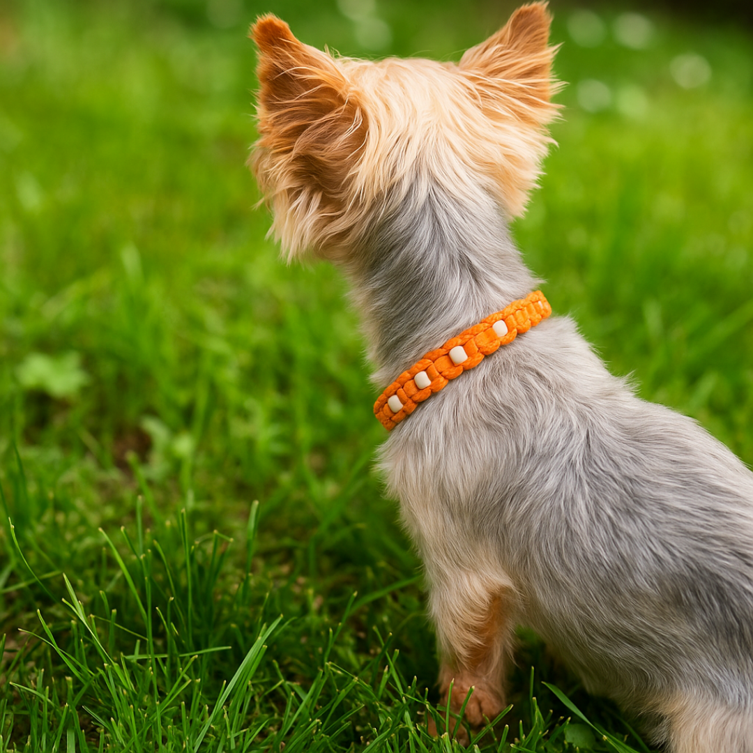 Anti Zecken Hundehalsband Keramik Orange Beispiel